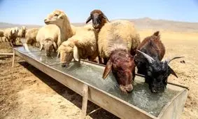 نصف آب آشامیدنی روستاییان کلاله به مصرف دام‌ ها می‌رسد