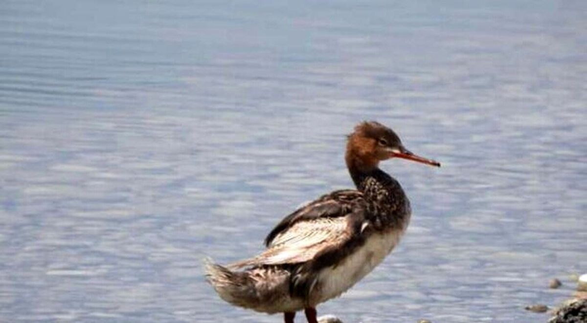 یک گونه کمیاب اردک در هورالعظیم مشاهده شد/ هورالعظیم بهشت پرندگان