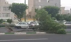 سقوط درخت، جان زن 30 ساله را گرفت