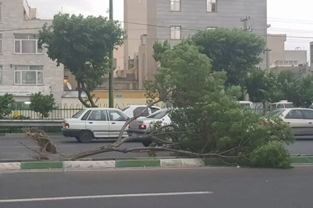 سقوط درخت، جان زن 30 ساله را گرفت