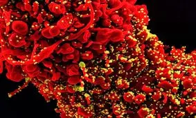 شناسایی یک نشانگر زیستی که تولید واکسن کووید-۱۹ را سرعت می‌بخشد