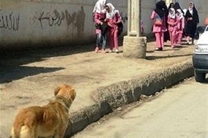 جولان سگ‌ های ولگرد در ارومیه/ شهروندان گرفتار معضل جدید شدند