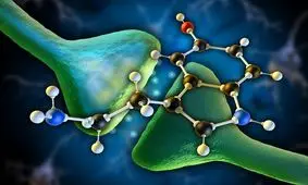 شناسایی مناطقی از مغز که در آن‌ها سروتونین موجب افزایش صبر می‌شود