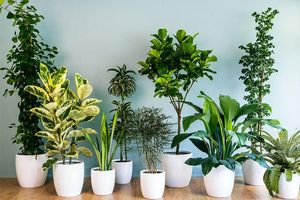 بهترین و مقاوم‌ ترین گیاهان آپارتمانی را بشناسید/ اینفوگرافی