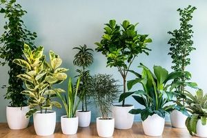 بهترین و مقاوم‌ ترین گیاهان آپارتمانی را بشناسید/ اینفوگرافی