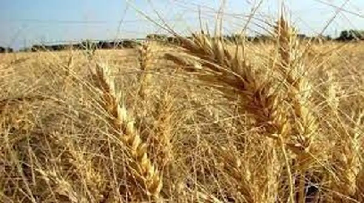 آغاز برداشت زود هنگام گندم از مزارع چهارمحال وبختیاری