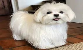 زورگیری سگ 70 میلیونی در شرق تهران