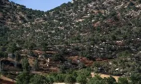 اکوسیستم جنگلی ایران سیبل هزار و یک تهدید/ از برنامه مدیریت اکوسیستم جنگلی خبری نیست