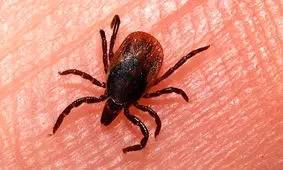 نکاتی درباره بیماری های قابل انتقال بین انسان و حیوان