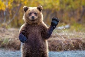 آموزش چگونگی مواجه شدن با خرس قهوه‌ای به جوامع محلی البرز