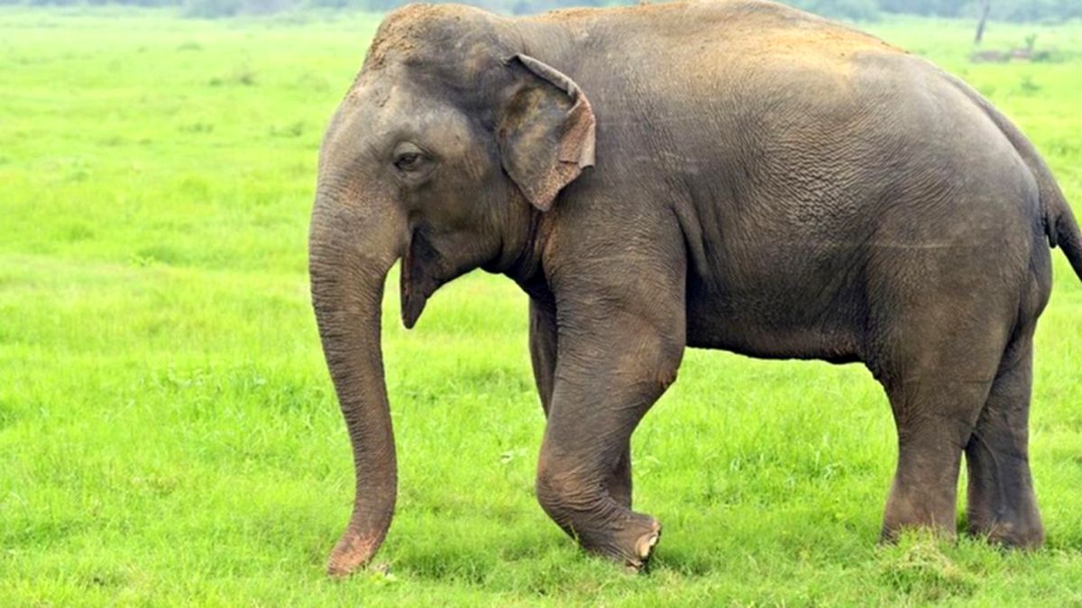 مکانیزم برداشتن اجسام با الهام از خرطوم فیل!