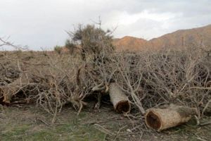قطع کامل درختان کهنسال در جاده اردبیلک قزوین صحت ندارد/ هرس شاخ و برگ درختان کهنسال با حکم قضایی