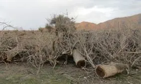 قطع کامل درختان کهنسال در جاده اردبیلک قزوین صحت ندارد/ هرس شاخ و برگ درختان کهنسال با حکم قضایی