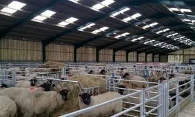 آمارسازی ها فریاد دامداران را هم درآورد/ نمی گذارند در حوزه گوشت قرمز خودکفا شویم