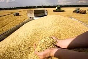 کشاورزان خراسان شمالی ۱۸ هزار تن گندم به دولت فروختند