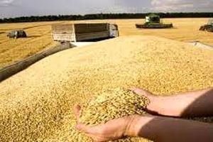 کشاورزان خراسان شمالی ۱۸ هزار تن گندم به دولت فروختند