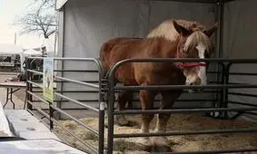 بلند قد ترین اسب جهان در 20 سالگی تلف شد