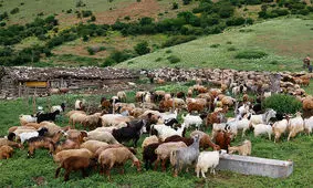 خروج بیش از ۳۰۰۰ رأس دام غیرمجاز از مراتع چالوس