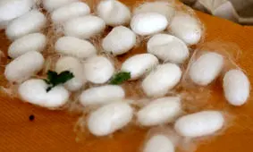 خرید توافقی پیله‌ تر ابریشم از نوغانداران گیلان پایان یافت