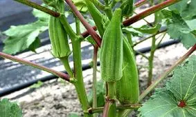 برداشت بامیه در ایرانشهر از مرز یک‌ هزار تن گذشت