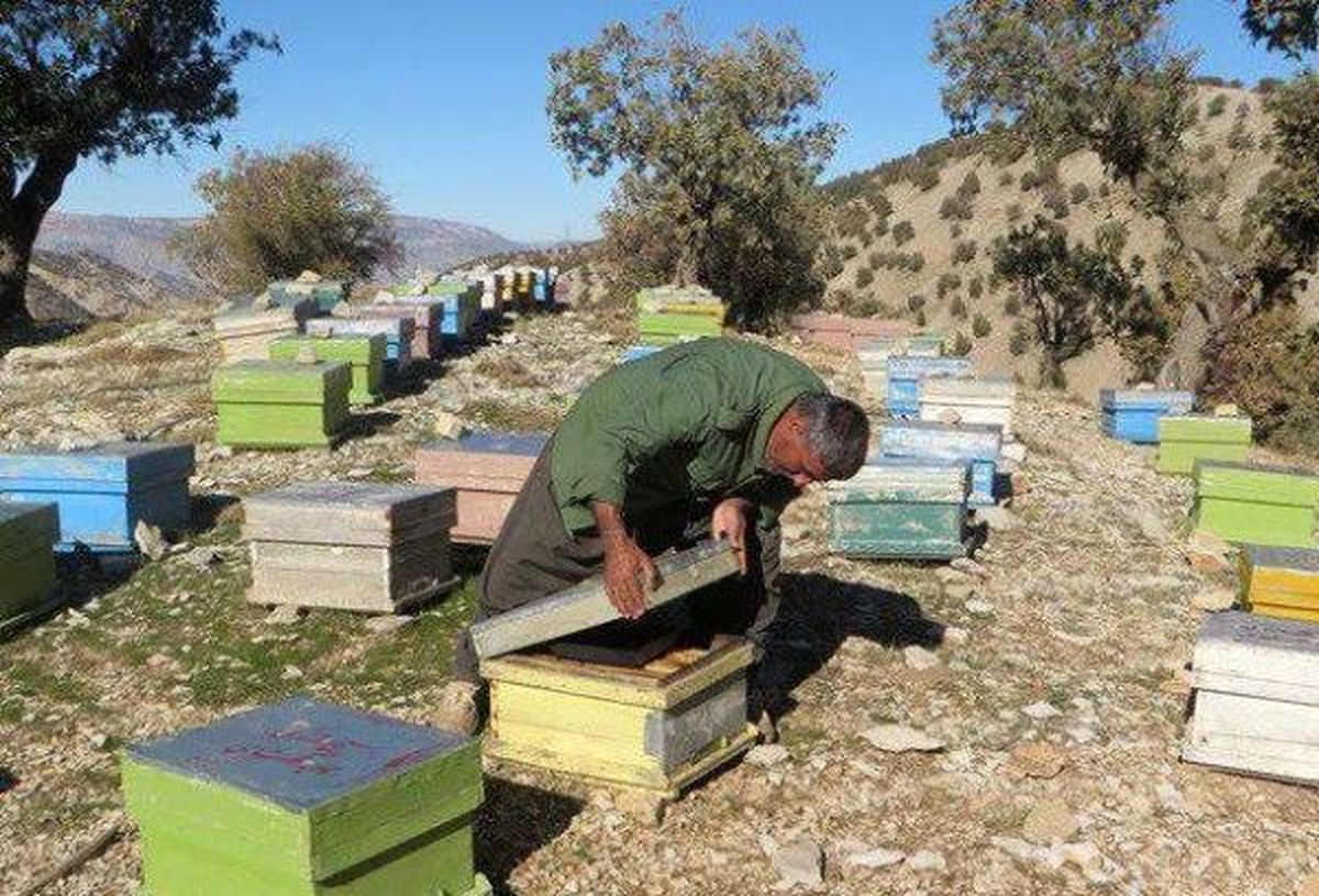 ۶۵۰ تن عسل در استان ایلام برداشت می شود