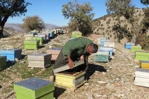 ۶۵۰ تن عسل در استان ایلام برداشت می شود
