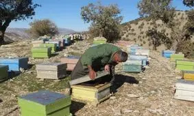 ۶۵۰ تن عسل در استان ایلام برداشت می شود