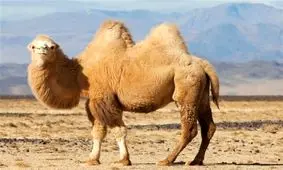 آب دادن به شتر در هوای ۶۰ درجه صحرا/ ویدئو