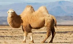 آب دادن به شتر در هوای ۶۰ درجه صحرا/ ویدئو