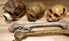 تغییر اندازه مغز انسان تحت تأثیر تغییرات آب و هوایی