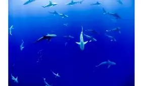 عملکرد جالب کوسه‌ ها هنگام شکار