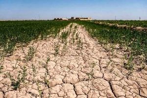سایه سنگین خشکسالی بر قطب کشاورزی خراسان شمالی