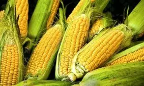 پاسخ سازمان ملی استاندارد ایران به اظهارات نماینده مجلس درباره ذرت آلوده