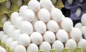 امحاء محموله تخم مرغ فاسد با ورود دادستانی