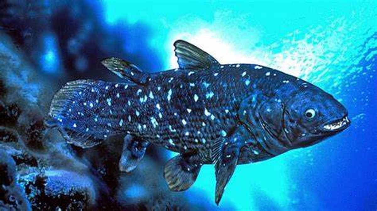 عجیب ترین ماهی جهان، ماهی روح