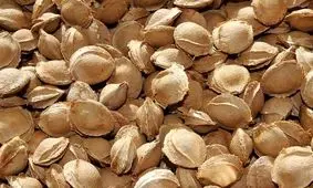 هسته کدام میوه ها کشنده است؟