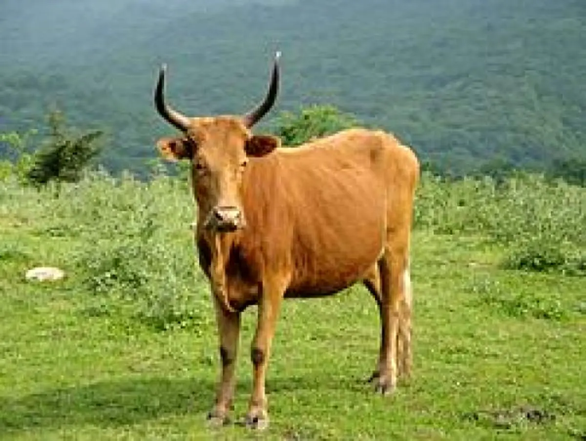 گاو ، صاحبش را کشت