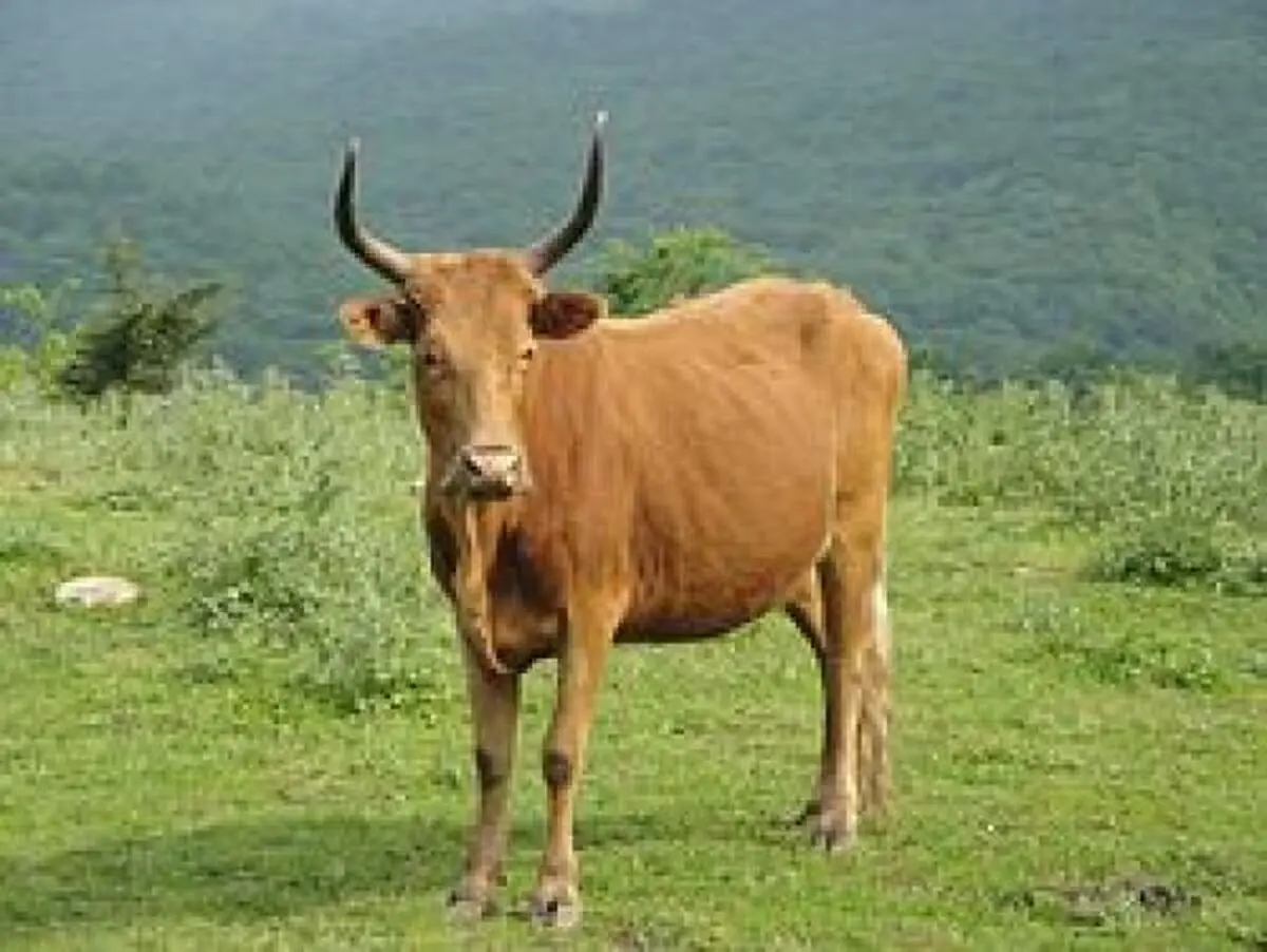 گاو ، صاحبش را کشت