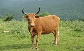 گاو ، صاحبش را کشت