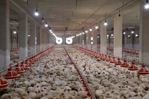 قربانیان قطعی برق؛ ۴۵۰۰ قطعه مرغ در تایباد