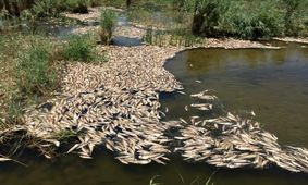 تالاب گورالعظیم!