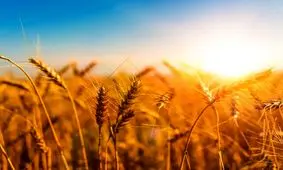 باکتری‌های سالم؛ ناجی گیاهان در برابر تغییرات آب و هوایی