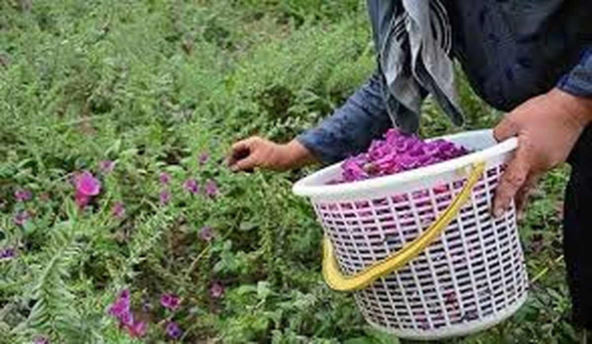 سالانه ۷۰۰ هکتار از اراضی ایلام به کشت گیاهان دارویی اختصاص پیدا میکند