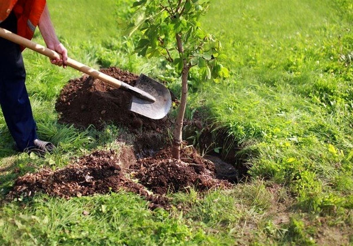 کاشت درخت به جای رفتن به زندان/۶ هزار رأی جایگزین حبس در گلستان صادر شد