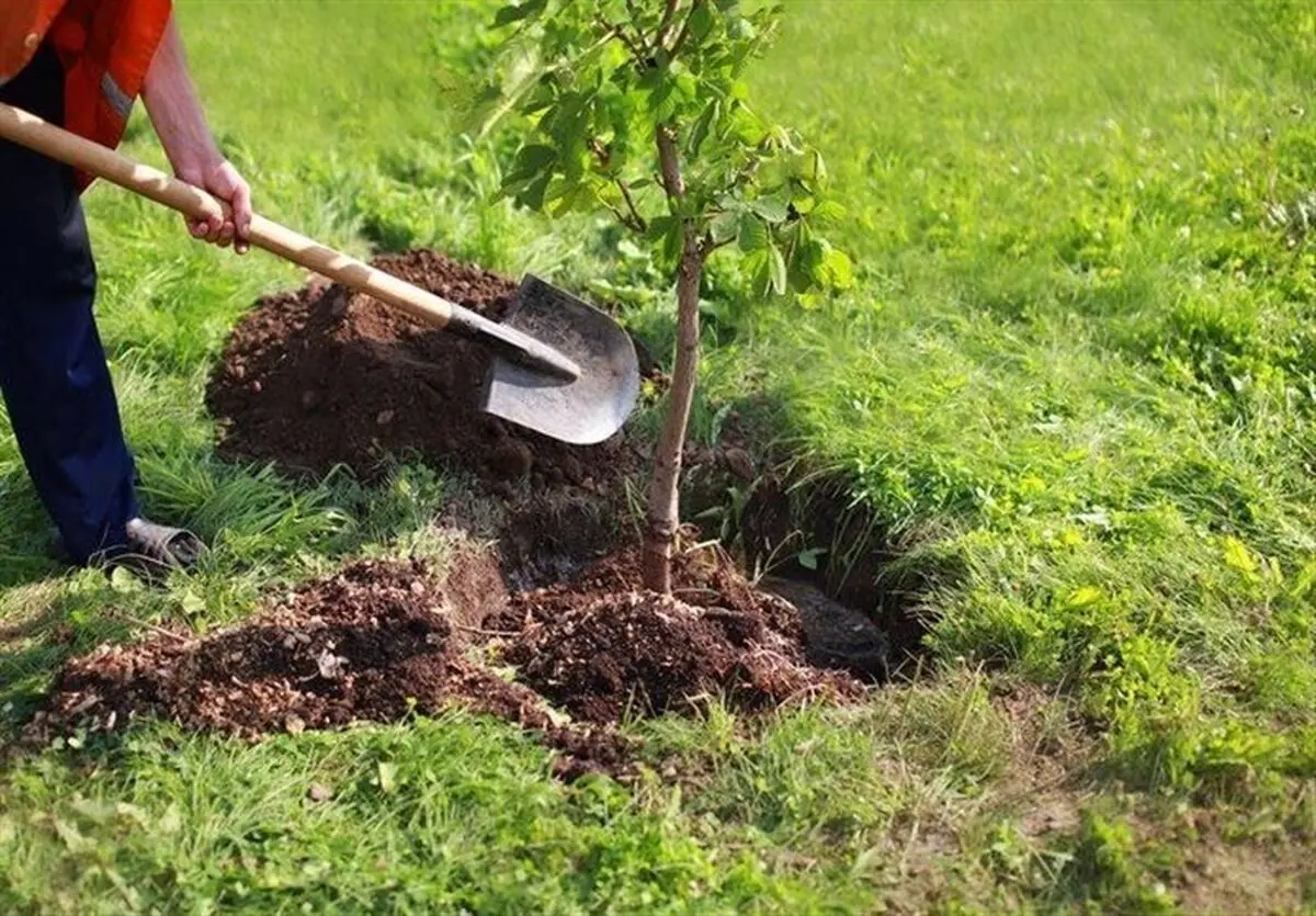کاشت درخت به جای رفتن به زندان/۶ هزار رأی جایگزین حبس در گلستان صادر شد