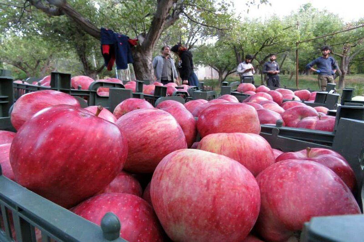 صادرکنندگان «سیب» بروجرد حمایت می‌شوند