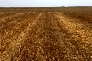 خشکسالی ۹۰ درصد دیمزارهای قوچان را از بین برد