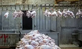 مرغ دوباره پرکشید!