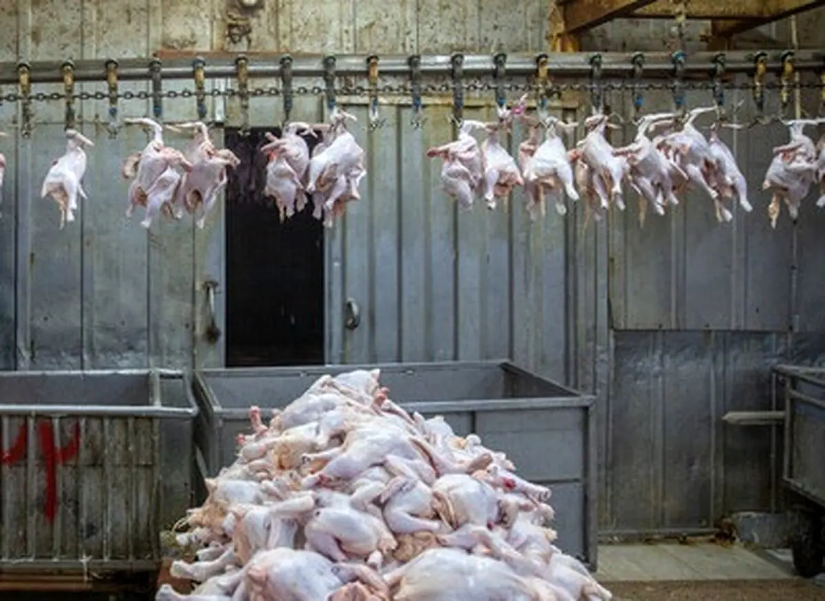 مرغ دوباره پرکشید!