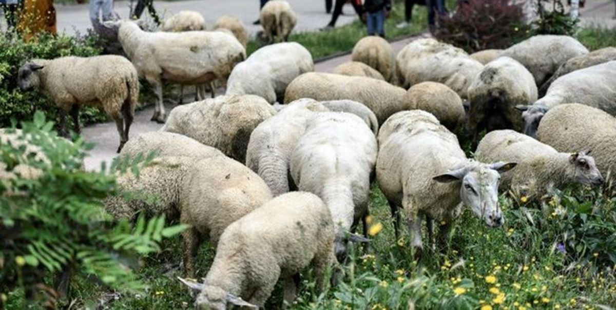 برخی محدوده های شهری ارومیه محل چرا و نگهداری دام شده است